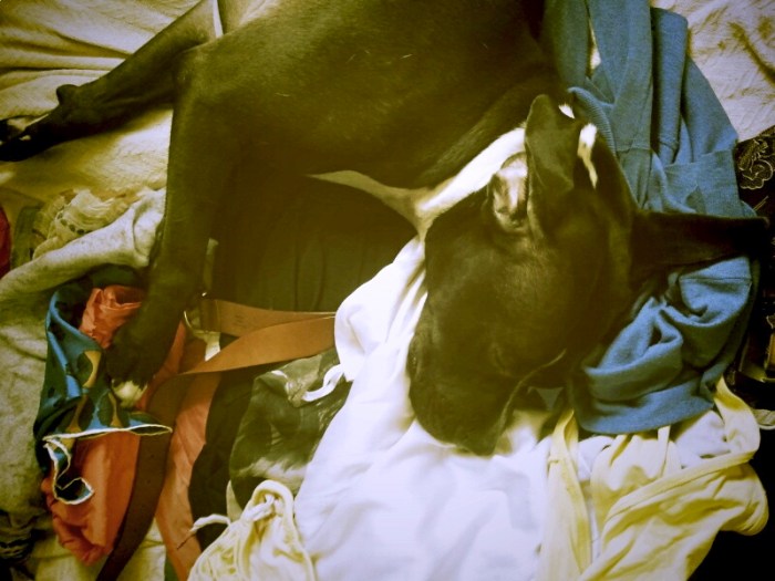 dog suitcase pack move luggage assistant