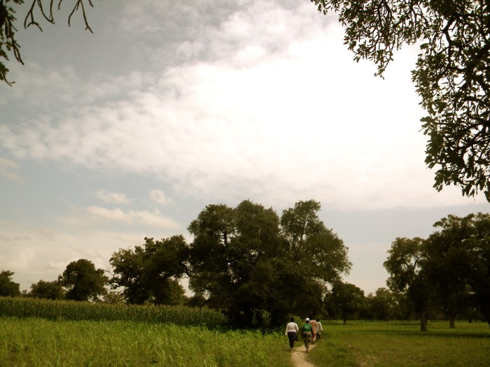 Mali agriculture field