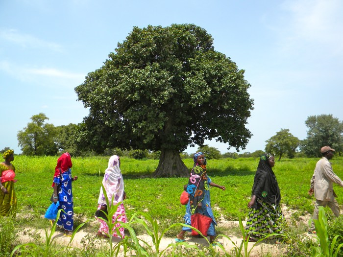 rural Mali village traditional dress agriculture field