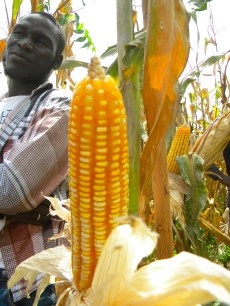 agriculture corn maize Mali village rural