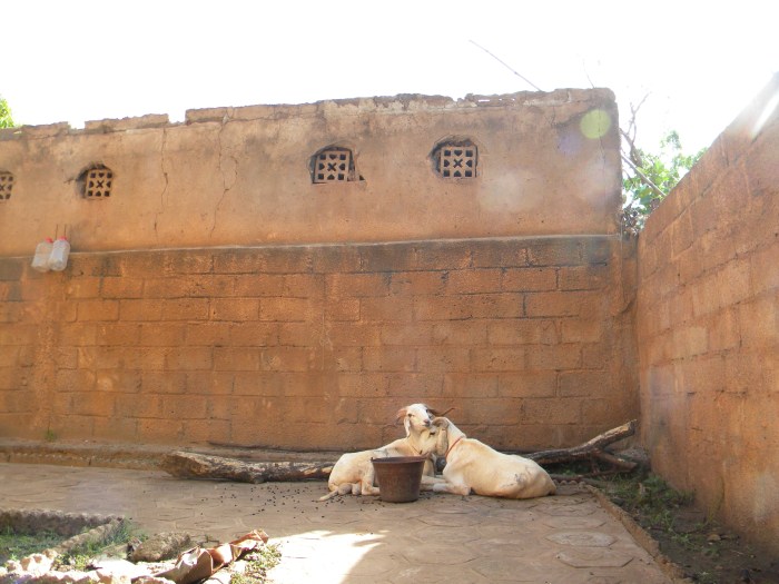 Mali Bamako Eid Adha yard sheep livestock