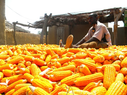 Mali rural village farmer corn maize agriculture harvest
