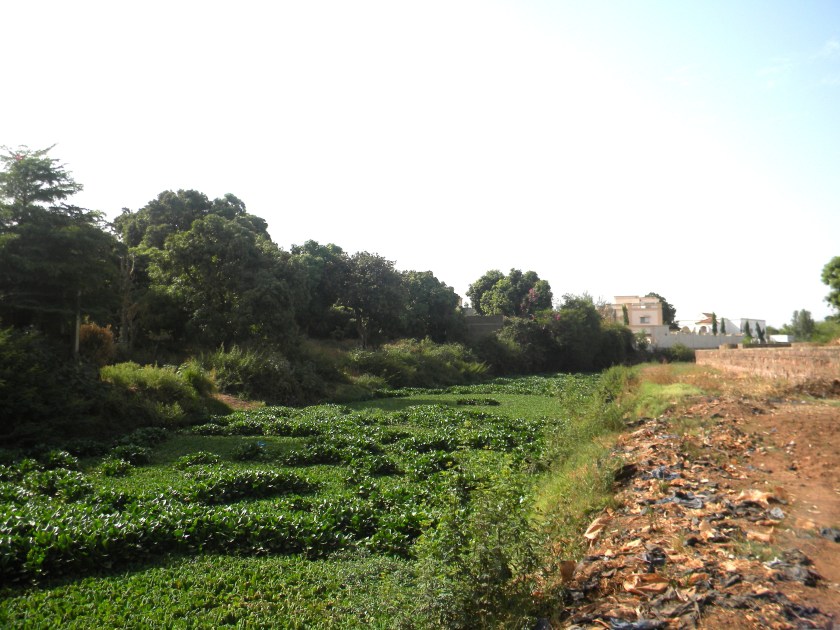 Mali Bamako urban garden agriculture farmer farm