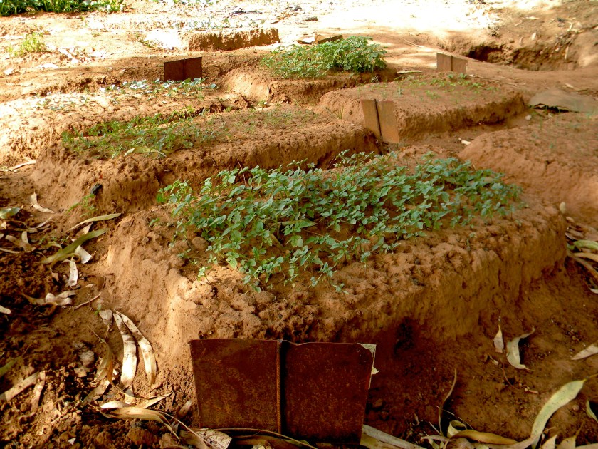 Bamako Mali urban garden agriculture farm farmer test field pilot