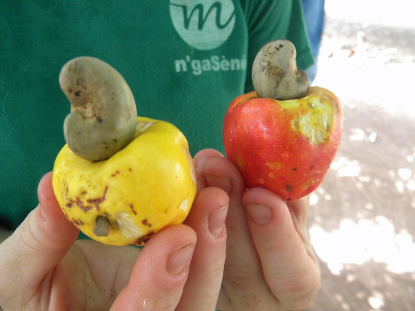 Mali agriculture cashew fruit tropical West Africa