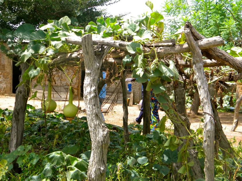 Mali rural village garden trellis design gourd plant farm agriculture