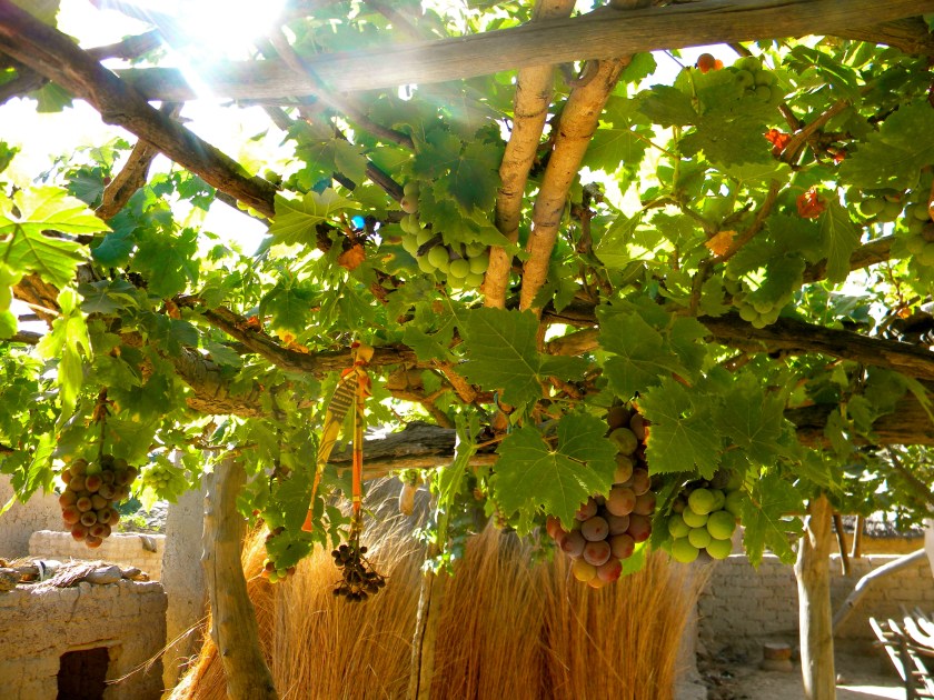 Mali rural village garden trellis design grape vine farm agriculture