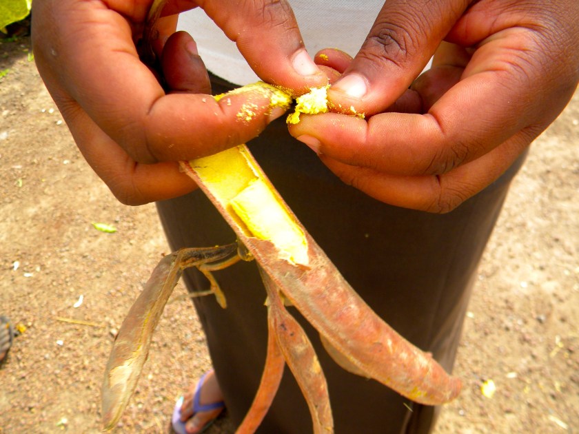 Mali rural agriculture nere nutrition tree traditional indigenous medicinal