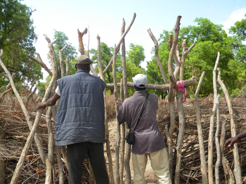 Mali rural village fence traditional agriculture garden men work teamwork collaborate