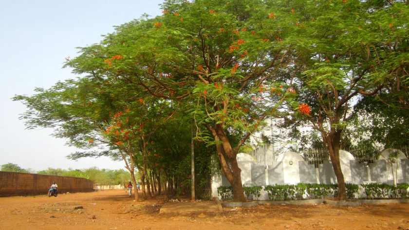 Mali Bamako indigenous tree foliage street