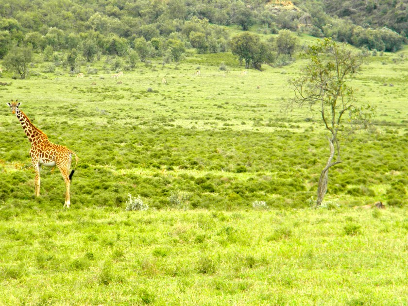 Kenya Rift Valley wildlife giraffe safari