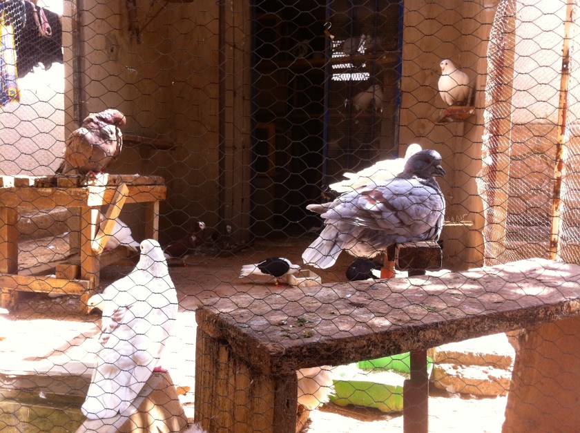 Mali Mopti bird pigeon cage