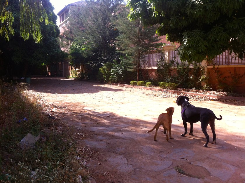 Mali Bamako neighborhood dogs cobblestone street road