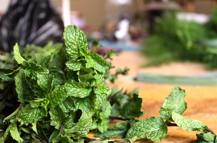 fresh mint bunch urban garden