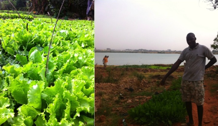 lettuce urban garden gardener farmer Niger river Bamako