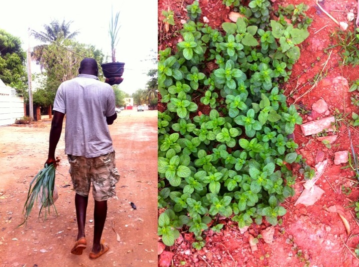 Bamako urban garden farmer pot plant mint spearmint