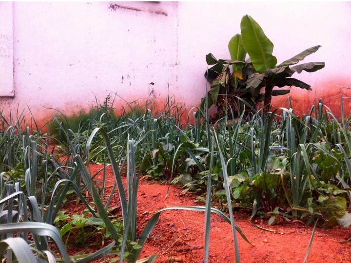 Bamako Mali urban garden leeks farm