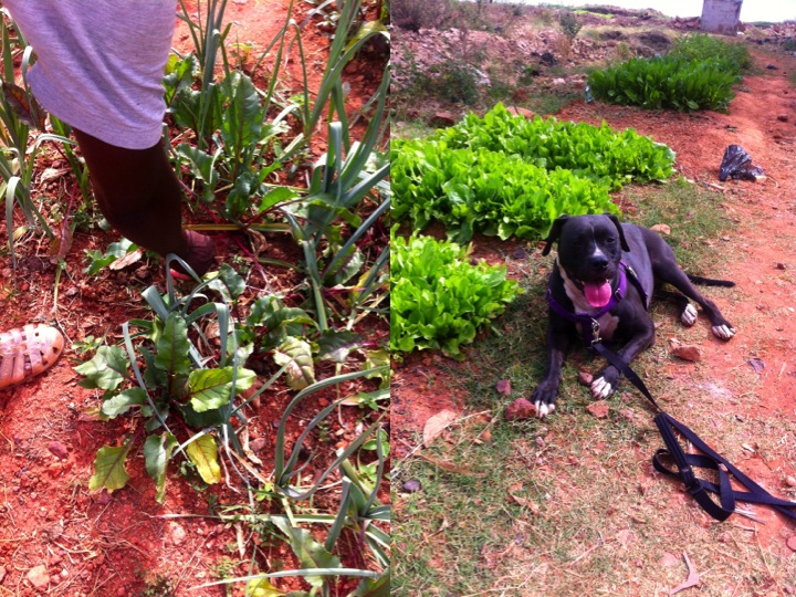 Bamako Mali urban garden leeks farm dog
