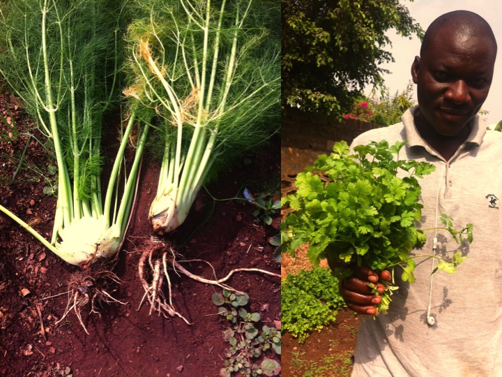 Bamako urban garden gardener farmer cilantro fennel