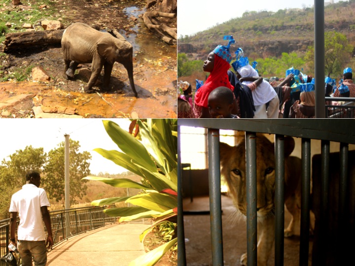Bamako zoo elephant lion cub kids