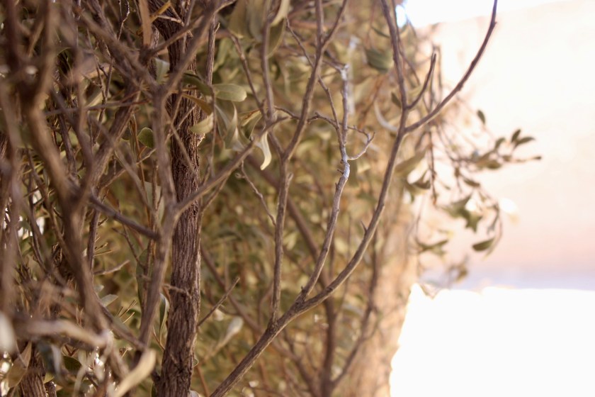 Somaliland Somalia village tea shop leaves