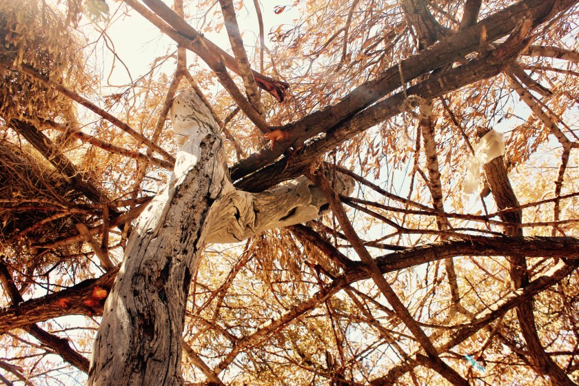 village roof leaf shop business