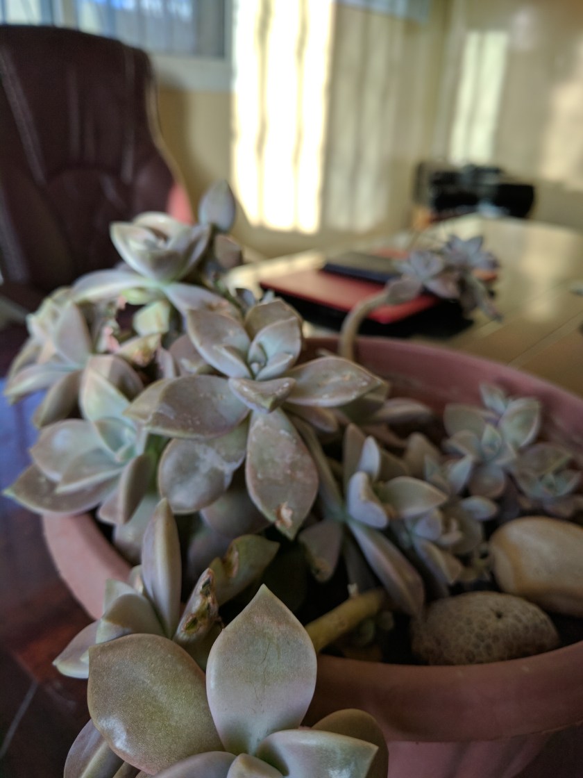 succulent potted plant somaliland expat