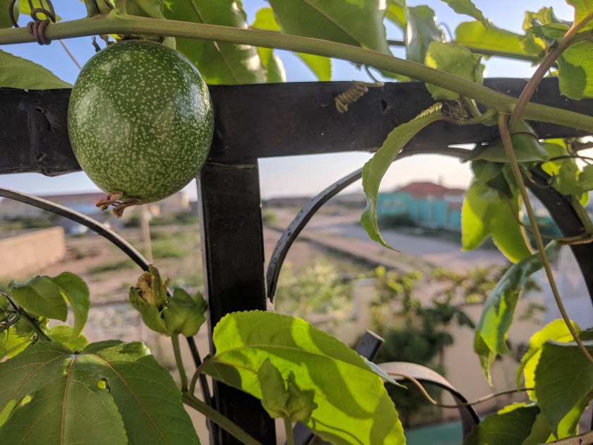 passion fruit hargeisa somaliland balcony