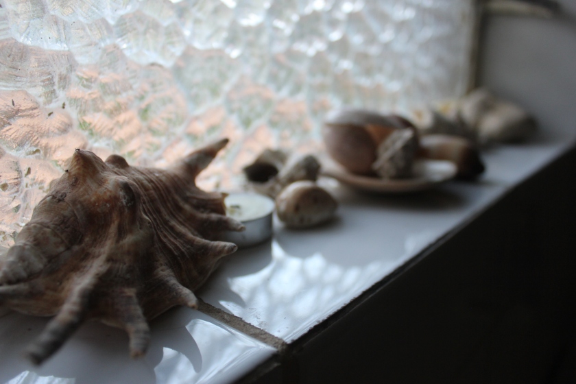 seashell shell ocean sea souvenir