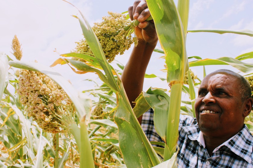 sorghum agriculture research scientist Africa Somaliland Somali