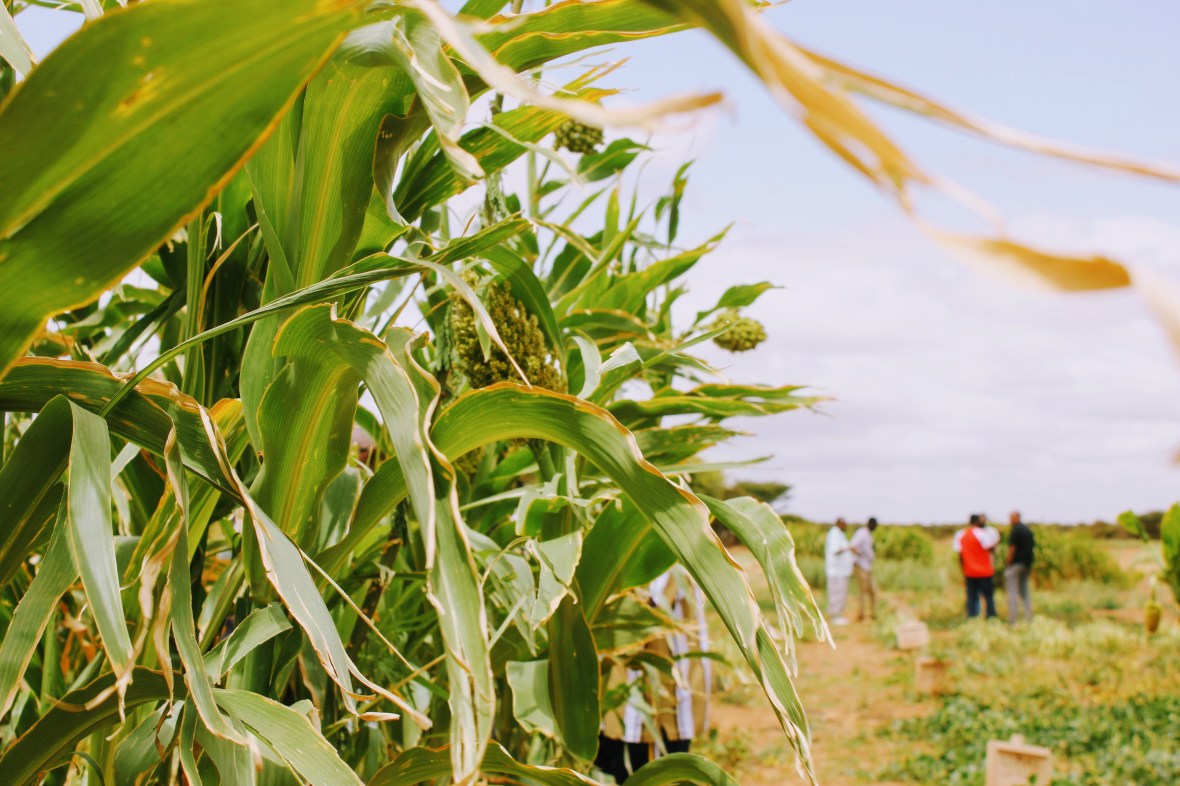 corn field agriculture sorghum farm Africa Somaliland