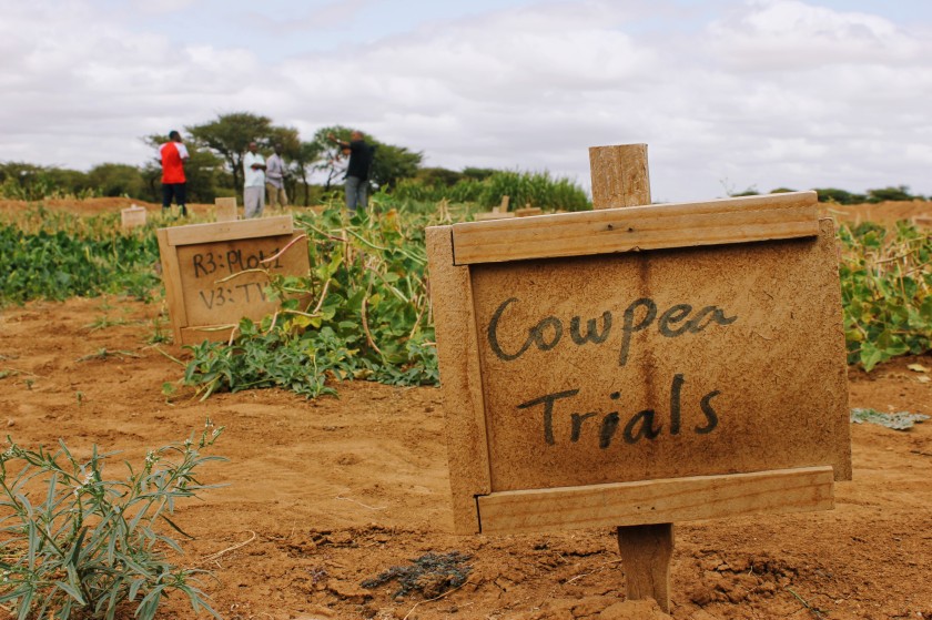 agriculture pilot research trial cowpea Somaliland Africa