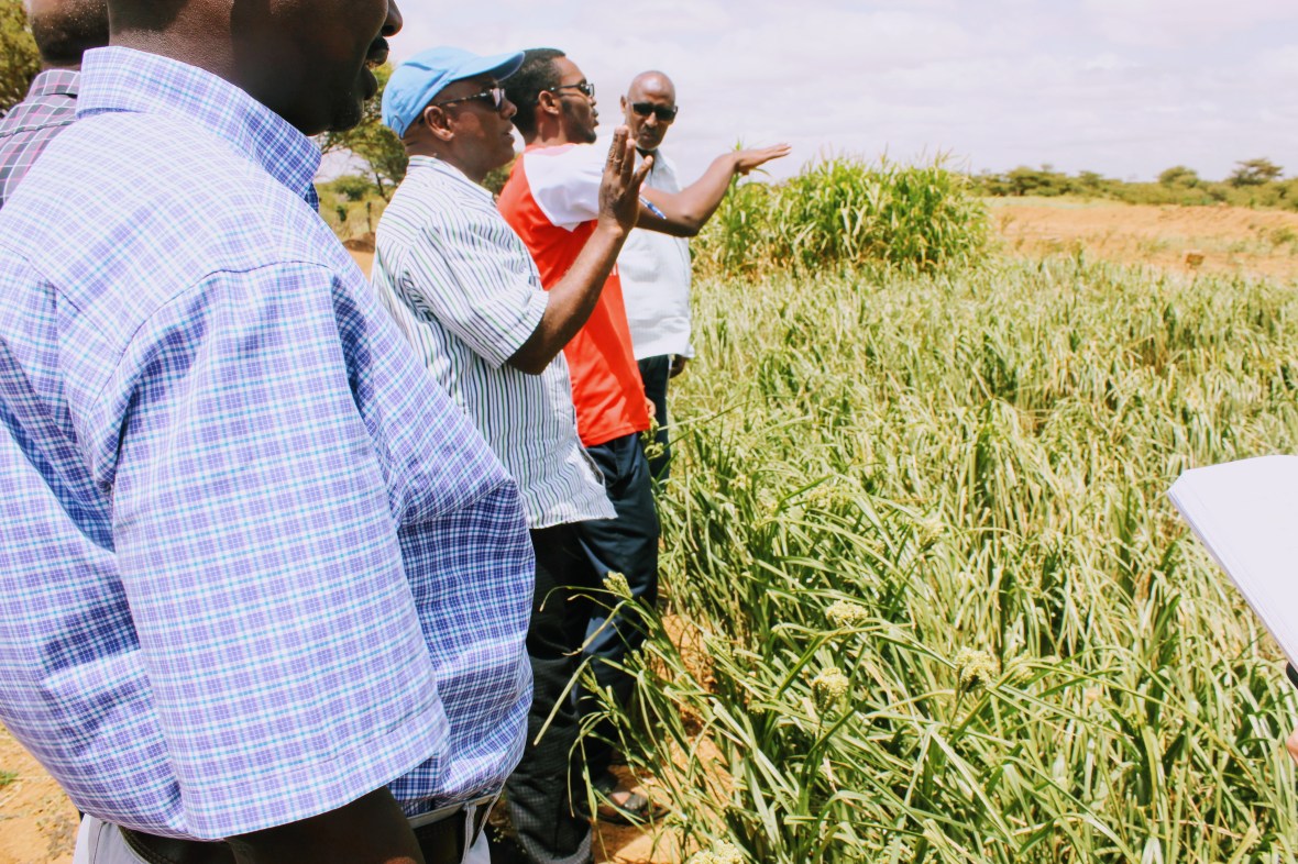 agriculture research corn sorghum field scientist student Somaliland Africa