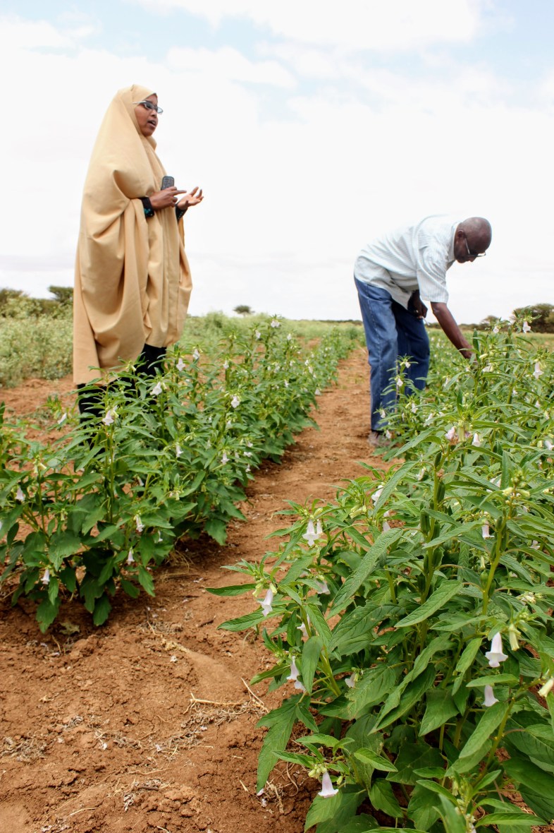Africa Aburin female Somali woman scientist researcher sesame teacher Somaliland
