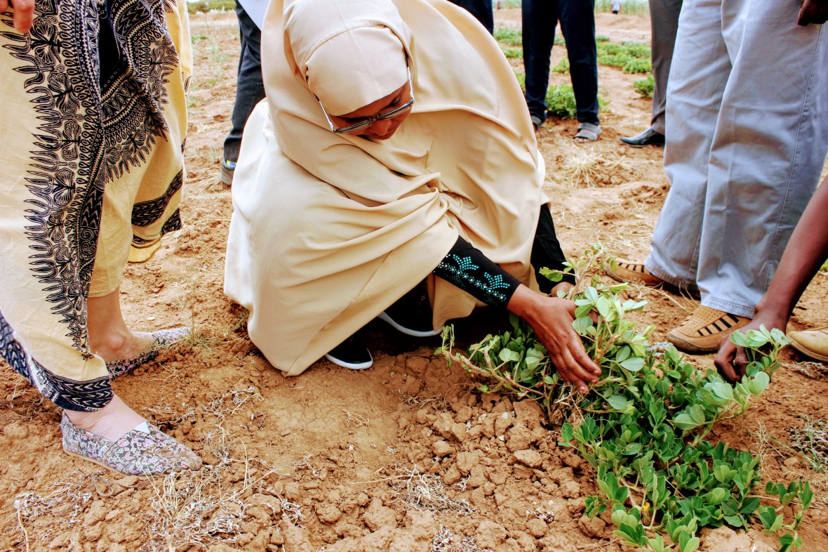 female woman research scientist student agriculture Somali Somaliland Africa peanut groundnut field harvest