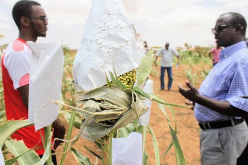 Somaliland Africa research Aburin sorghum trial agriculture
