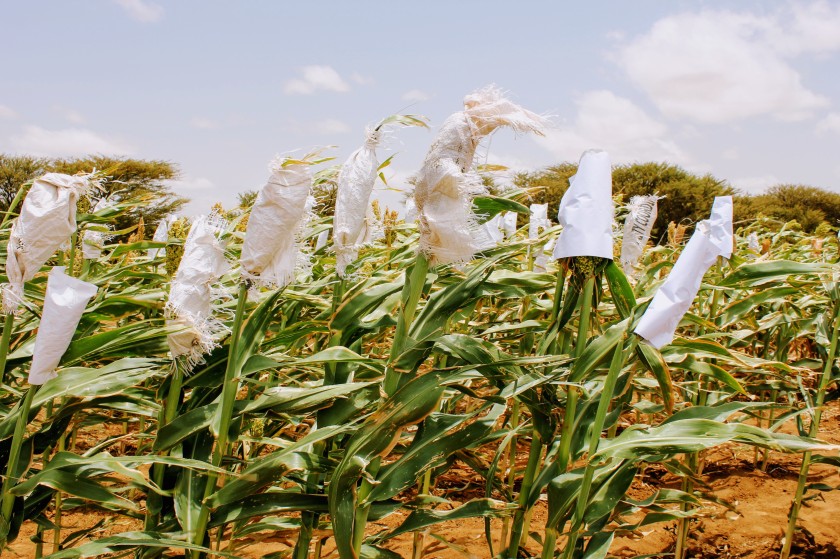 Aburin Somaliland Somali agriculture sorghum research crop drought