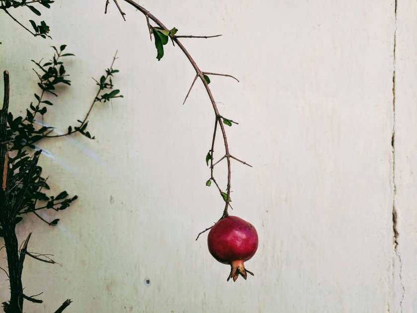 pomegranate Somaliland Hargeisa Hargeysa